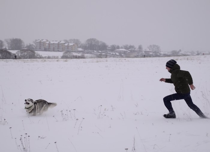 Hear! - My, Husky, Dog, Vologda, Run, How powerful are my paws, Snow