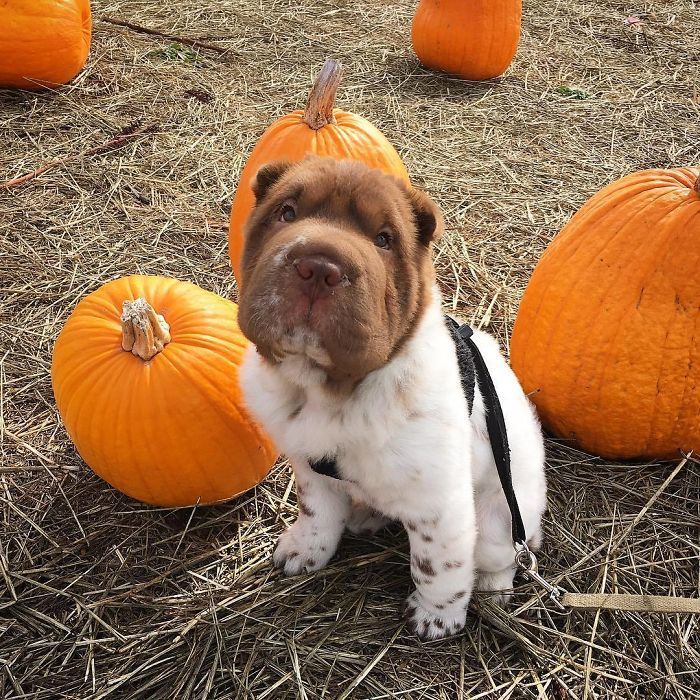 This Shar Pei puppy was born with a very unusual color... - Dog, Shar Pei, Color, Longpost