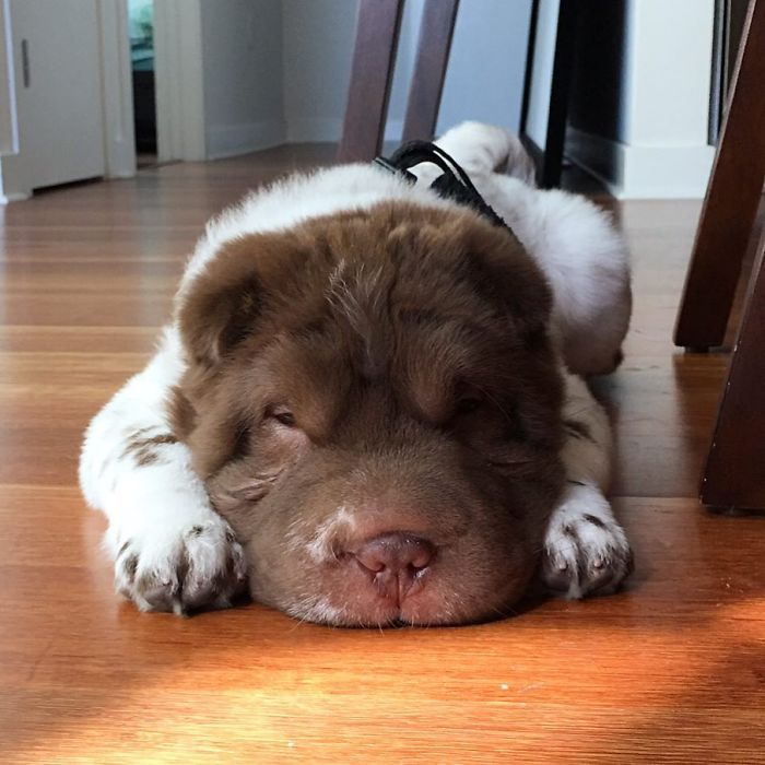 This Shar Pei puppy was born with a very unusual color... - Dog, Shar Pei, Color, Longpost