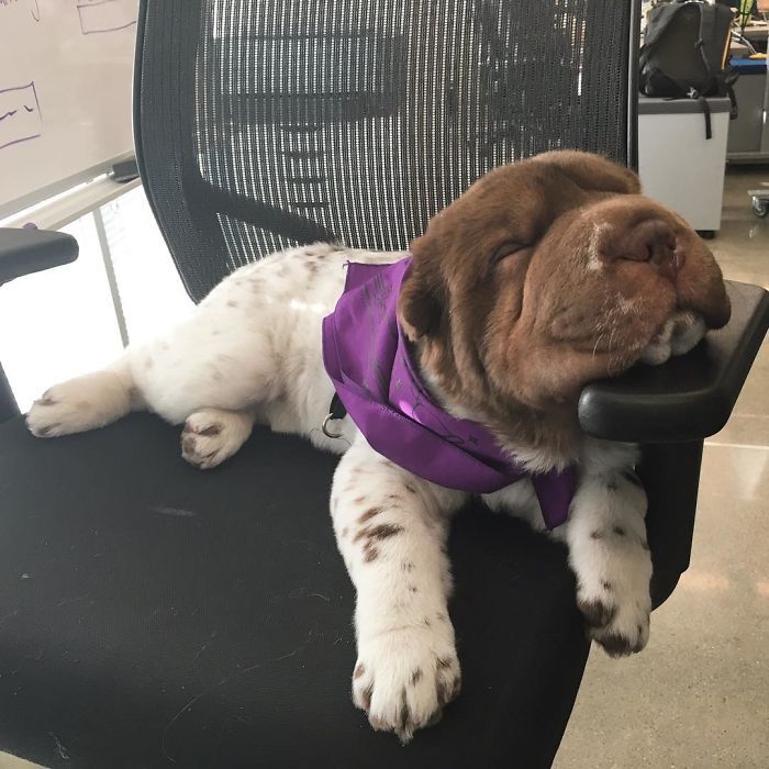 This Shar Pei puppy was born with a very unusual color... - Dog, Shar Pei, Color, Longpost