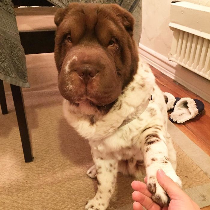 This Shar Pei puppy was born with a very unusual color... - Dog, Shar Pei, Color, Longpost