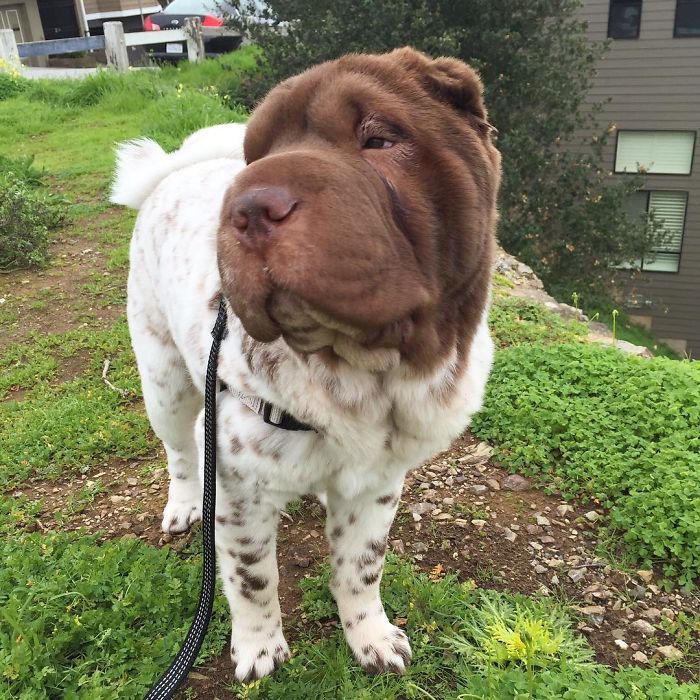 This Shar Pei puppy was born with a very unusual color... - Dog, Shar Pei, Color, Longpost