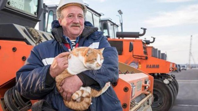 The builders will let the cat pass along the Crimean bridge. - Crimean bridge, Humor, Cat Mostik, Joke, cat