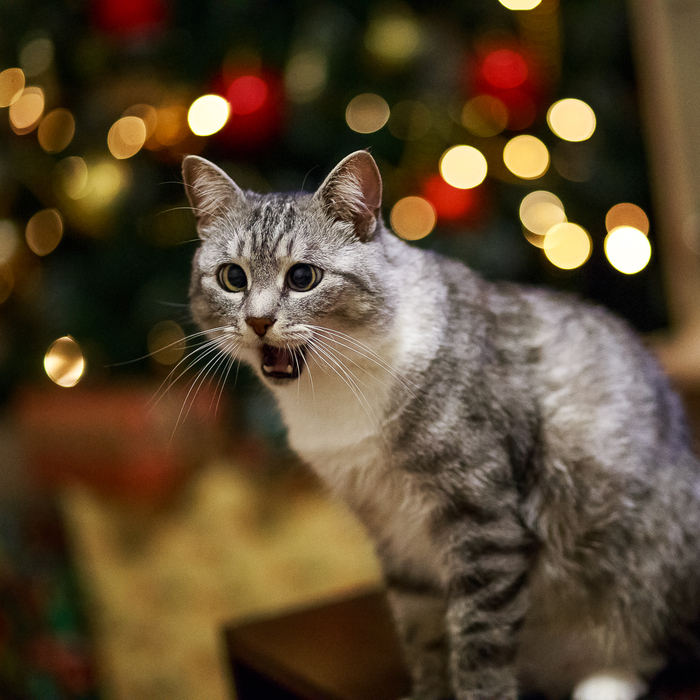 When I realized that the New Year was less than two weeks away! - New Year, cat, Christmas trees, The photo, Astonishment, 2018