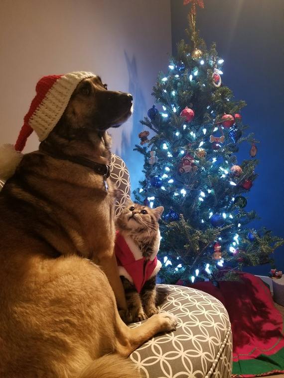 They have already decorated their Christmas tree, and you? - New Year, Dog, cat, Christmas trees