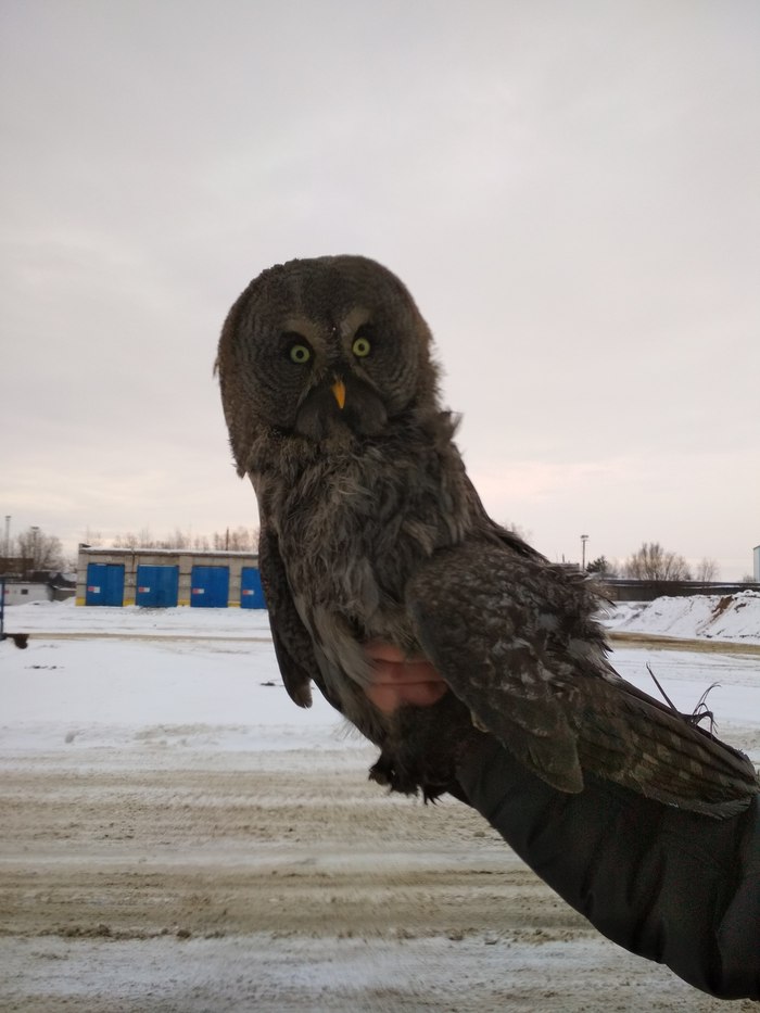 Взываю к силе Пикабу!