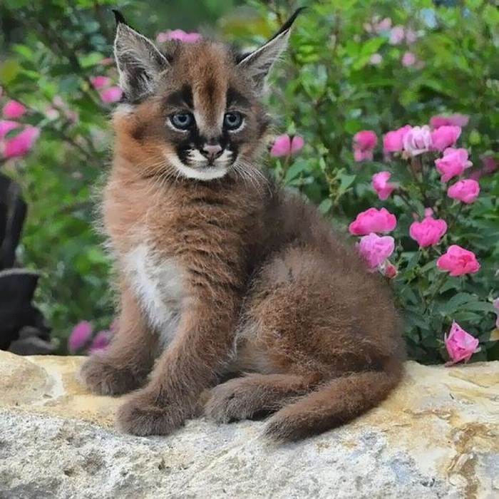 каракаллы кошки фото онлайн каракаллы кошки фото