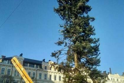 The holiday is coming to us (Kyiv New Year tree) - Kiev, Tree, New Year