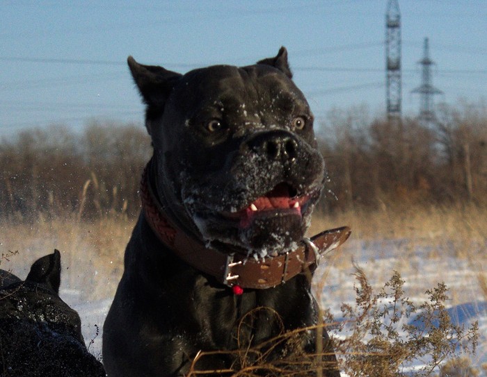 Good shots from the walk - My, Cane Corso, Dog, Walk, Humor, Funny animals, Longpost