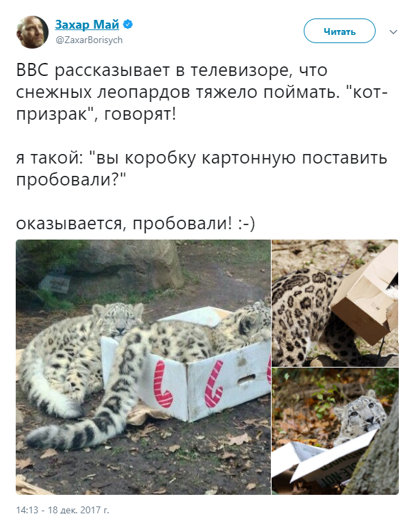 Have you tried the box? - Twitter, cat, Snow Leopard, Box and cat