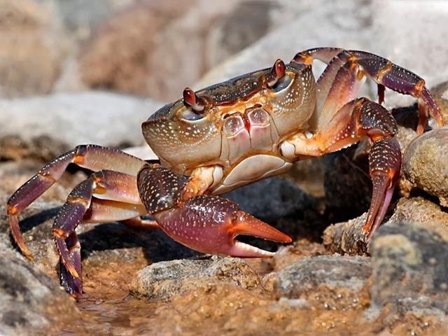 Crab Gorge. Sights of Lazarevsky. - My, , Black Sea, Lazarevskoe, Sochi, Relaxation, Road trip, Travels