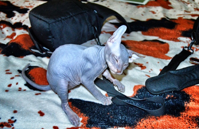 Don Sphinx Prokhor - Don Sphynx, My, Longpost, Humor, cat, Sphinx