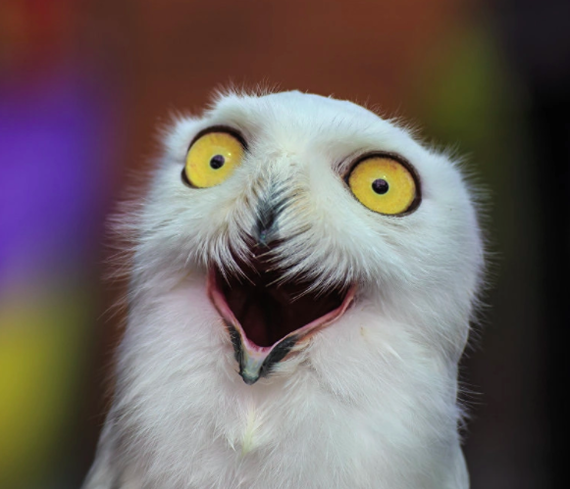 Owl?! - Internet Marketing, Error, Humor