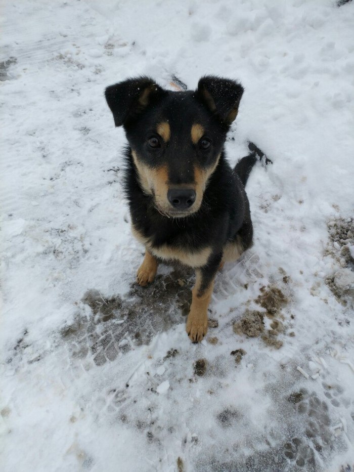 Smolensk, beautiful dog! - My, Smolensk, In good hands, Found a dog, , Longpost, Dog, Help