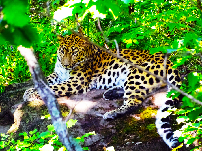 Although I am a little big, but nevertheless, I am a cat. - My, The photo, Far Eastern leopard, Nature, Lies, Gracefulness