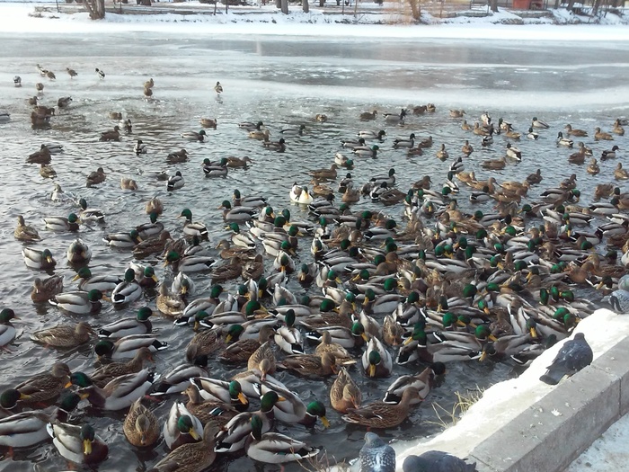 Saratov pigeons - , The park