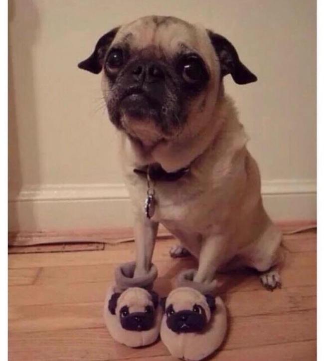 This is a pug and his slippers - Pug, Slippers