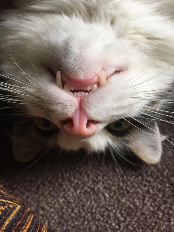 Meow meow - cat, Teeth, Fangs