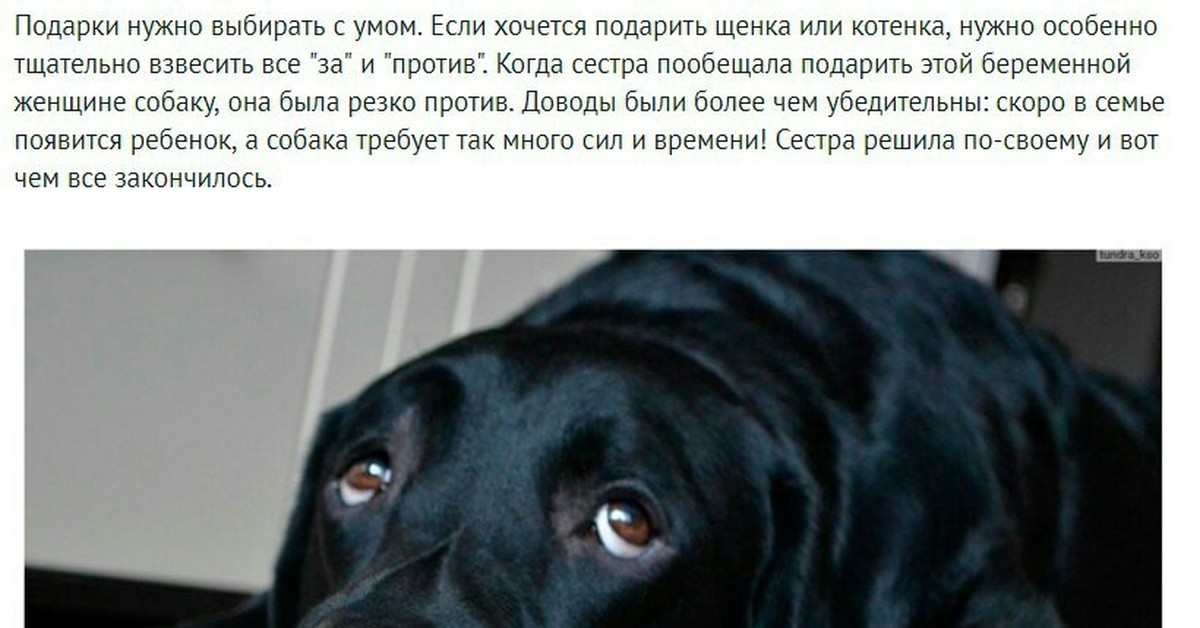 подари жене собаку. партия собака жена. собака дарит эмоции. друг подарил собачку. подари жене собаку.