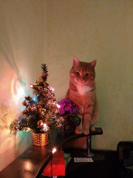 It's time for Christmas stories - My, cat, New Year, Cat with lamp, , Without soul