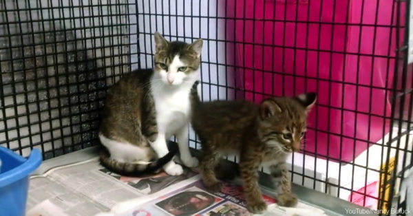 A domestic cat was feeding an orphan kitten... And she didn't care that this savage was born a dangerous predator! - cat, Lynx, Feeding, Longpost