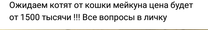 Кошачья радость материнства, или Люди без мозгов существуют - Моё, Мат, Яжмать, Кот, Недобросовестный заводчик, Глупость, Переписка, Аборт, Длиннопост