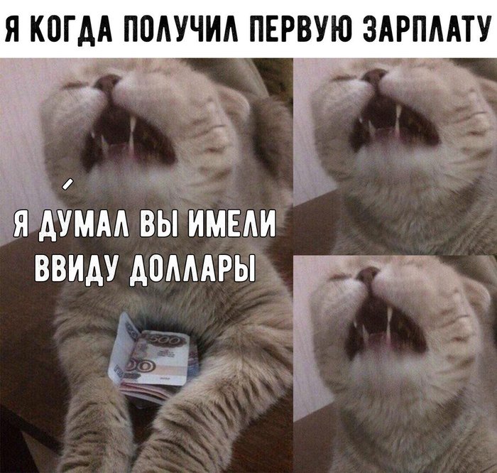 Expectation / Reality - Salary, cat, Expectation and reality, In contact with