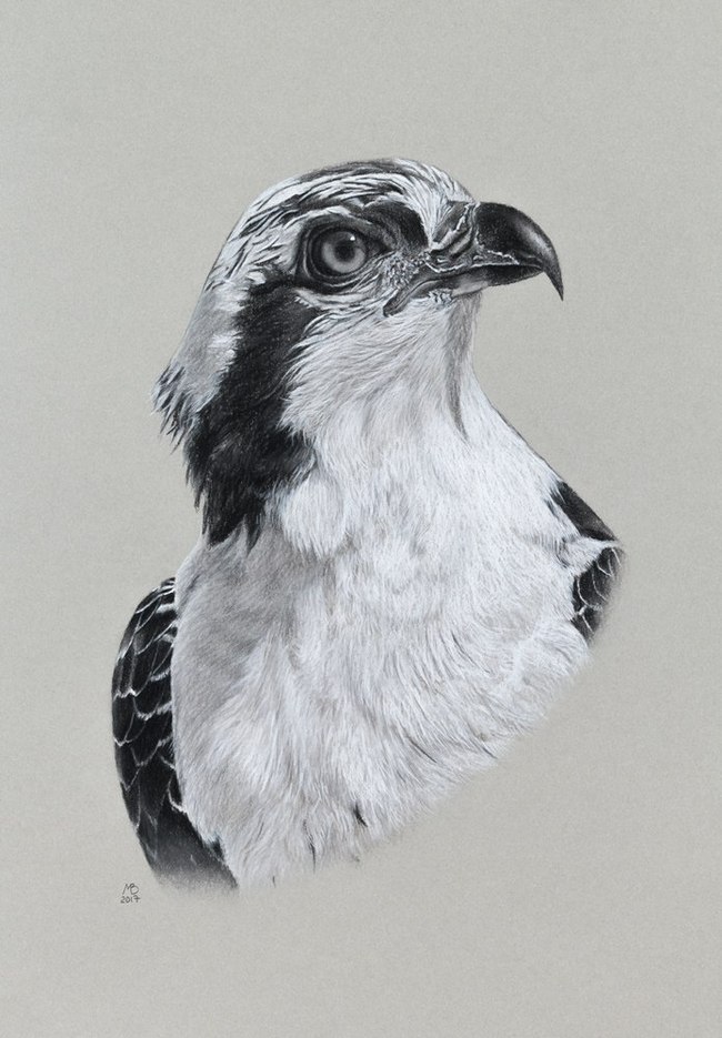 Osprey - My, Osprey, Drawing, Birds, , My