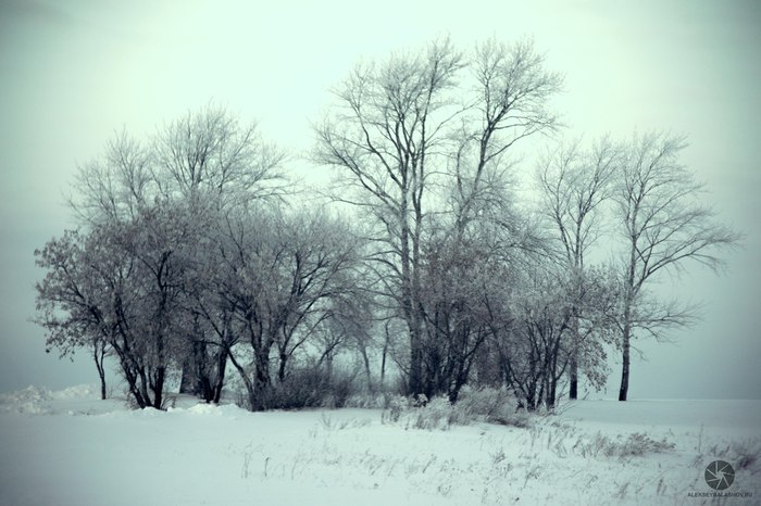 Winter and trees. The photo was taken in the village of Arti in the winter of 2016. - My, The photo, Winter, , Forest, Photographer, Photoshop master, Black and white photo, Tree