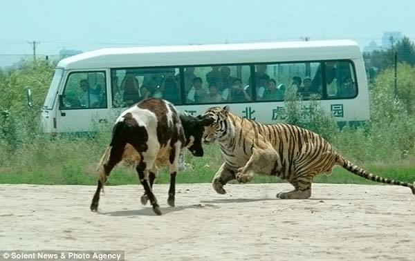 Chinese fun at the zoo - China, Zoo, Tiger, Cow