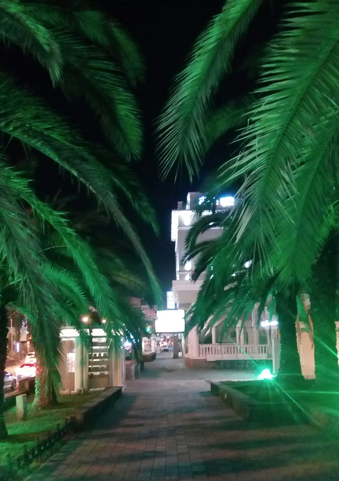 Subtropics of Russia.. - Sochi, Sea, The mountains, Palm trees, Yacht, Longpost