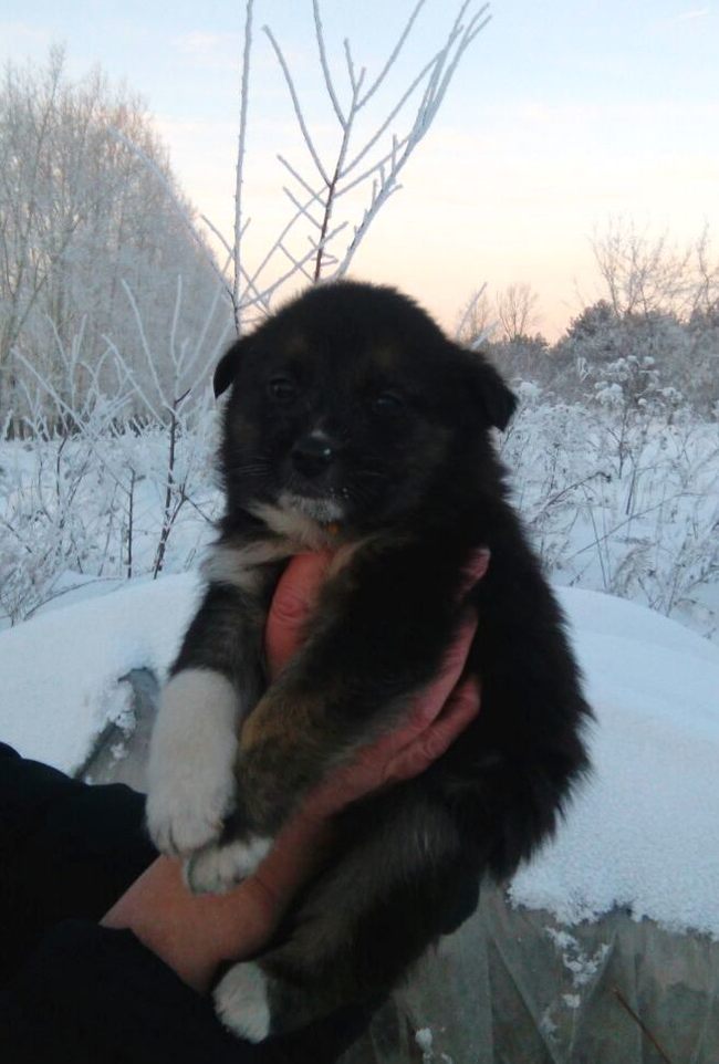 Novokuznetsk, puppies need your care - Novokuznetsk, Puppies, Help, Longpost, In good hands, Helping animals, Dog