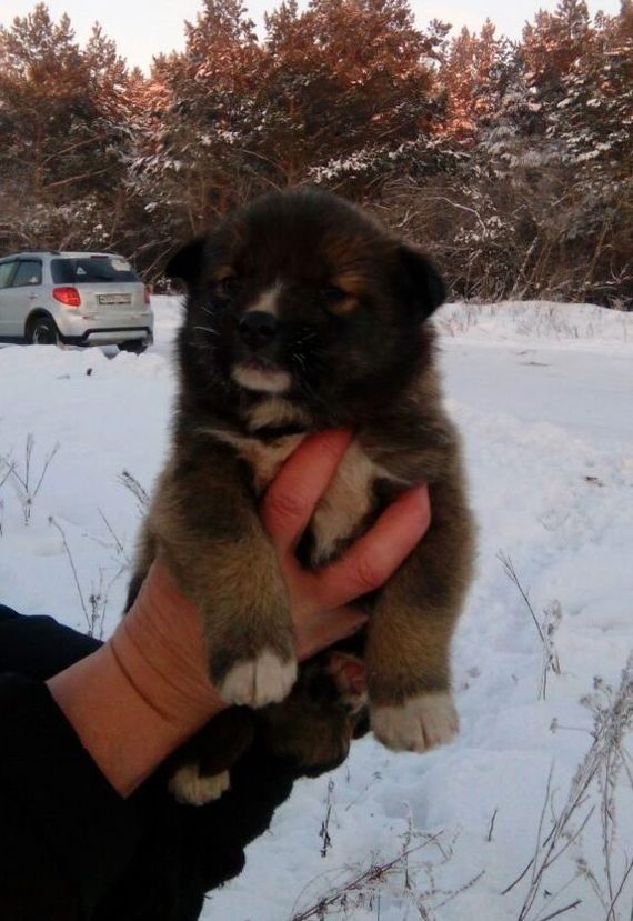 Novokuznetsk, puppies need your care - Novokuznetsk, Puppies, Help, Longpost, In good hands, Helping animals, Dog