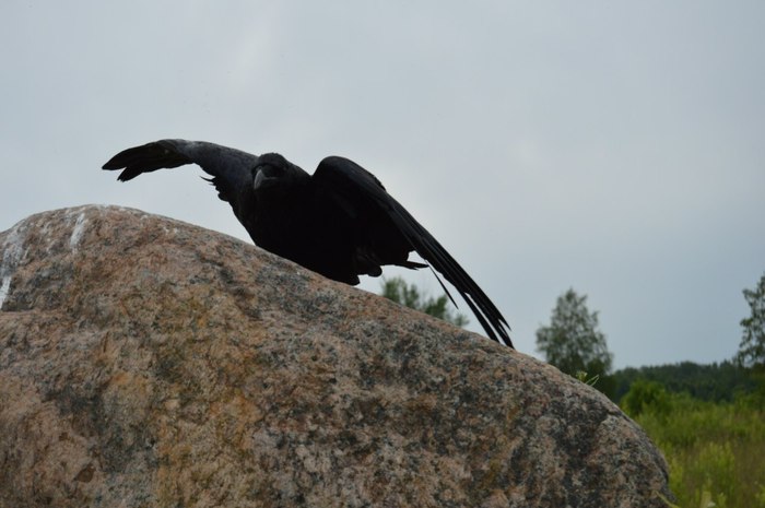 Thinks it's a hang glider - Crow, My, Field