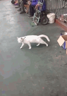 And I keep going and going... - cat, Stubborn, GIF, Stubbornness