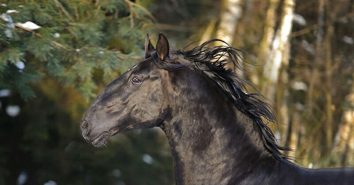Кладрубская лошадь