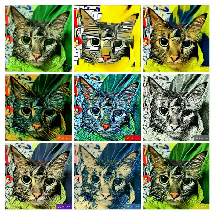   Prisma Prisma, 