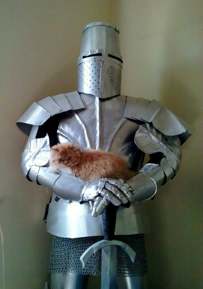 Milota - cat, Knight, Knights
