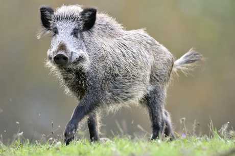 In Poland, a tamed boar ran away from the owner and got drunk - My, Agronews, Boar, Drunk, Detachment, Poland, Pet, Drunk, Farmer, Pets