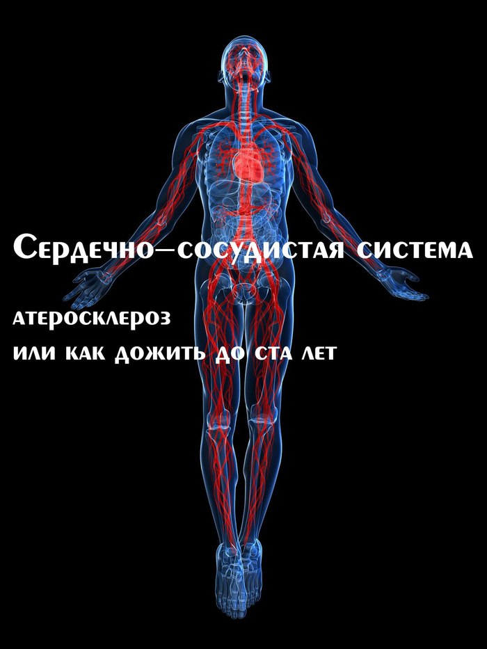 Сердечно-сосудистая система, атеросклероз, или как дожить до ста лет - Моё, Спорт, Медицина, Сердце, Сосуды, Здоровье, Спортивные советы, Тренер, Программа тренировок, Длиннопост