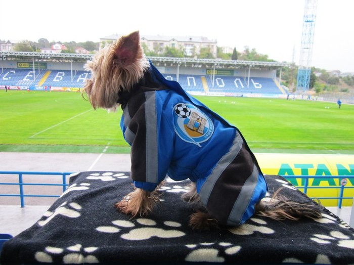 The most famous Sevastopol fan - Motya - Dog, Football, Positive, Longpost