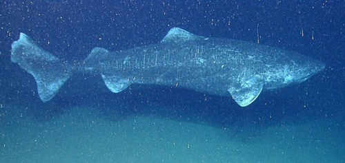 Scientists discover world's oldest shark - Shark, Old age, Scientists, Detection, Biology