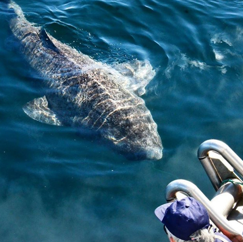 Scientists discover world's oldest shark - Shark, Old age, Scientists, Detection, Biology