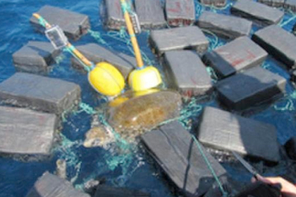 Sailors rescue turtle stuck in 800 kilograms of cocaine - , Cocaine, USA, Ocean