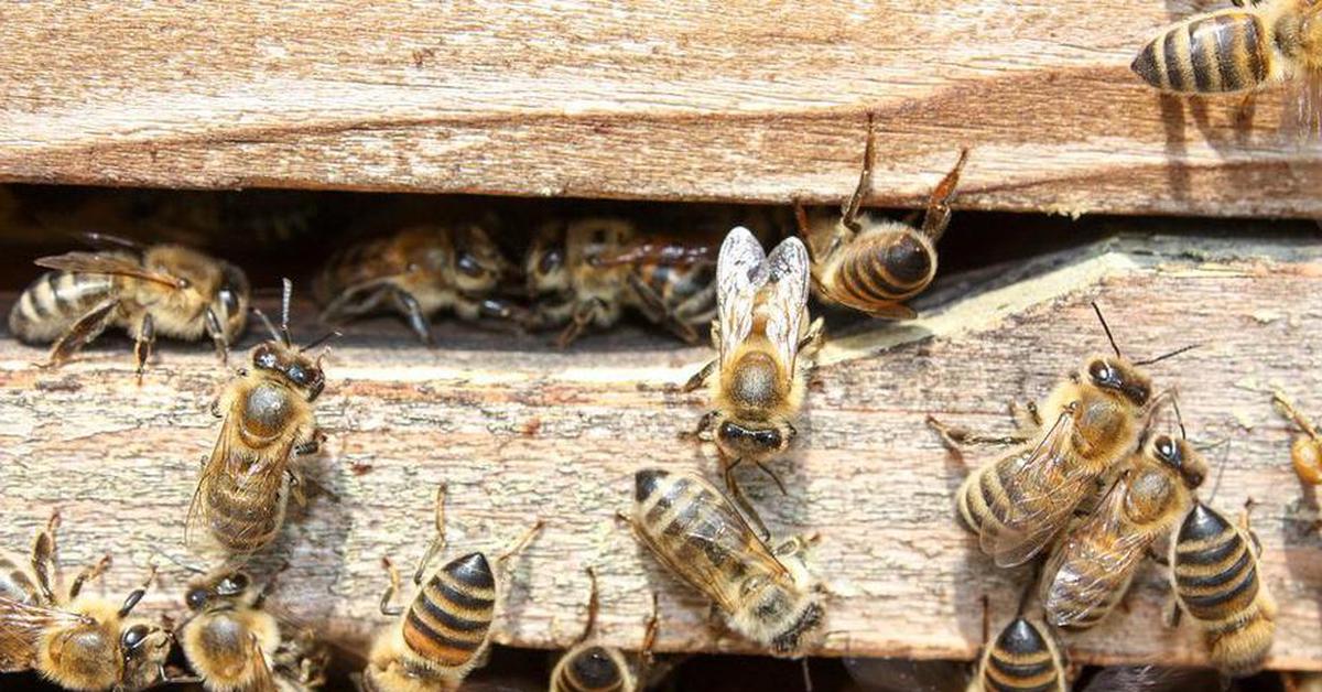Леток что это. Улей для пчел. Пчелы в улье. Медовая пчела. Пчелы и мед.