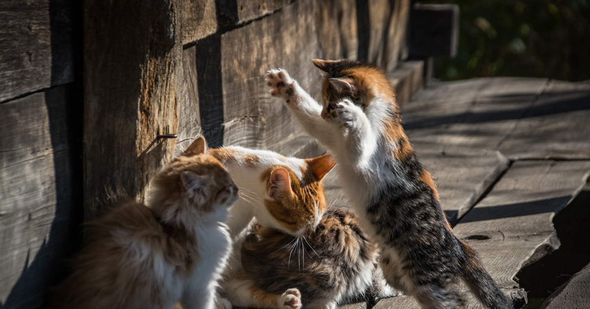 Кошка тащит котенка. Деревенские коты. Кошка с котятами. Резвящиеся котята. Котята в деревне.