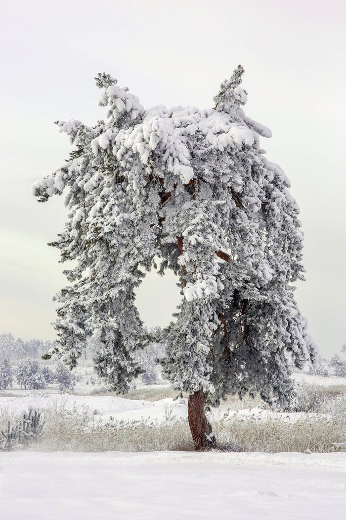 Заснеженная хвоя - Фотография, Сосна, Зима, Красота, Природа, Минусинск, Длиннопост