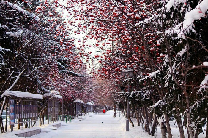 Tomsk winter - Winter, Rowan, Tomsk, beauty