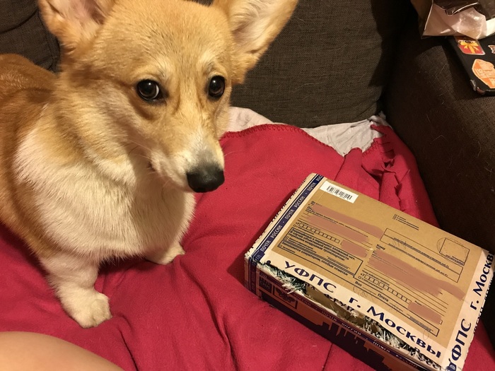 Thanks! - My, Gift exchange, Corgi, Longpost