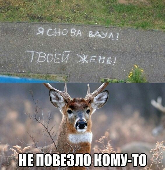 Hope - Treason, Deer, Deer